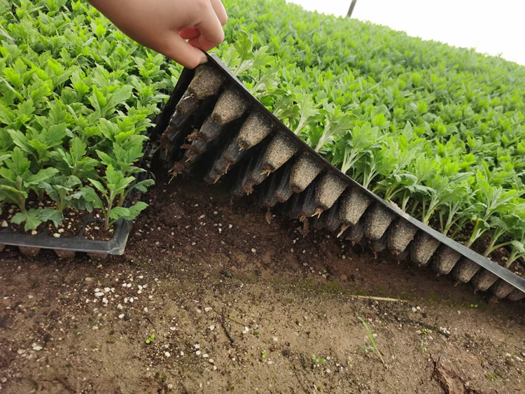 菊花苗怎么种植