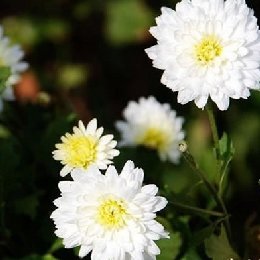 食用菊茶用菊黄山贡菊