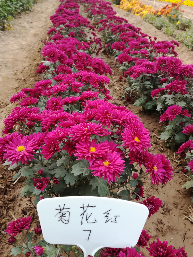 国庆菊小菊国庆紫7