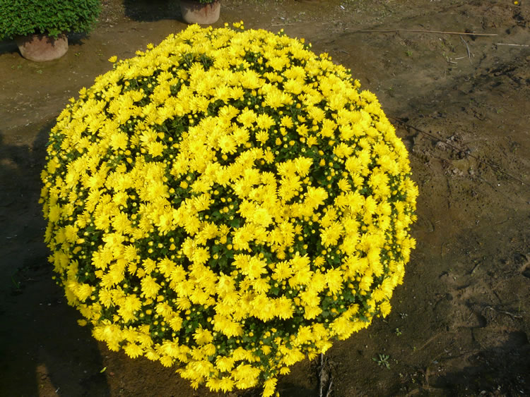 艺菊菊花造型菊球