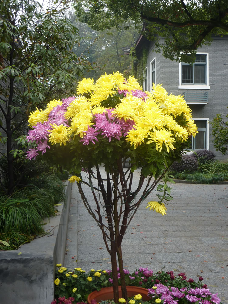 艺菊菊花造型自然菊树