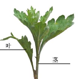 菊花种苗根、茎、叶