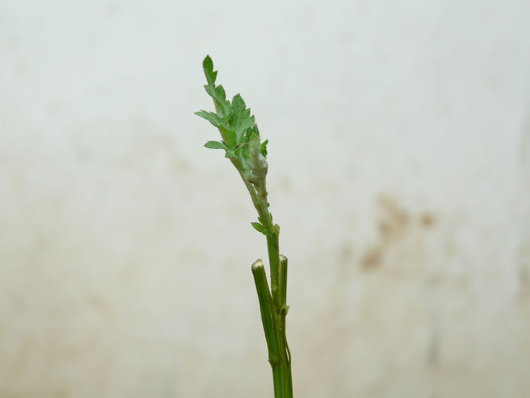 盆栽菊花多本菊花嫁接栽培技術