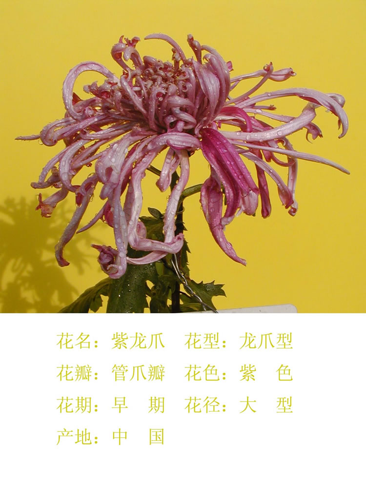 品种菊紫龙爪